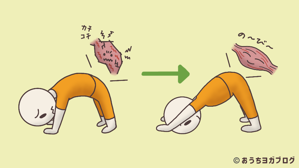 太ももが硬い人とそうでない人のダウンドックの違い